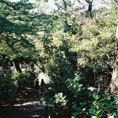 樹下