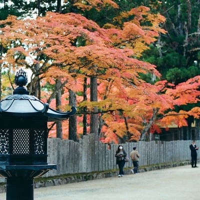 今年は何処に撮りに行こうかな...
