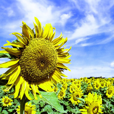 太陽の光をいっぱい浴びたヒマワリ🌻