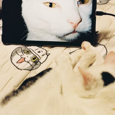 フィルム猫