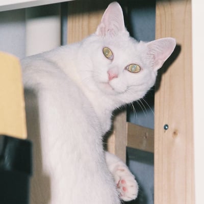 見返り猫