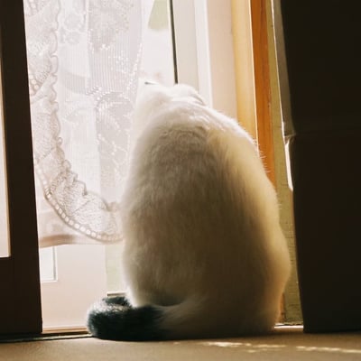見張り