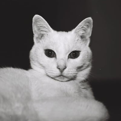 白の主張