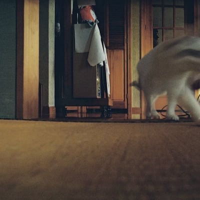 のびのびキャット