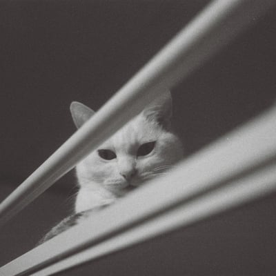 見てます