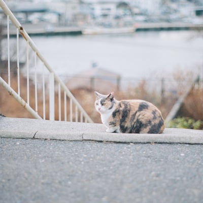浜の町のねこ。