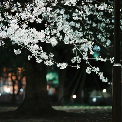今年の桜
