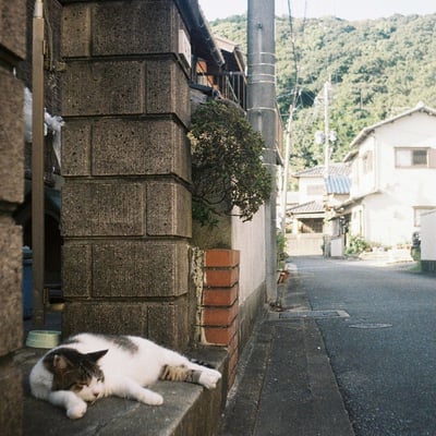 ネコとオートハーフ