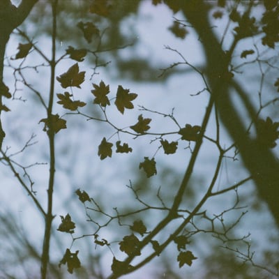 🍂