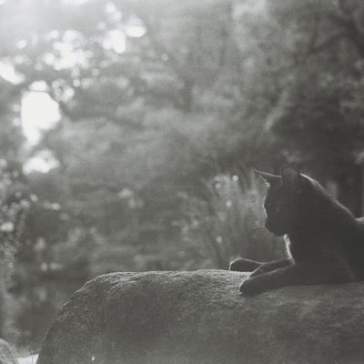 夕暮れ、黒猫