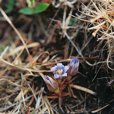 リンドウと花虻