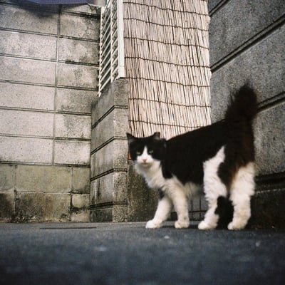 オートハーフでネコ