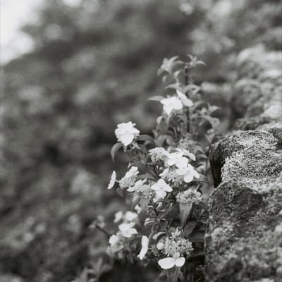 岩陰の小さなコガクウツギ