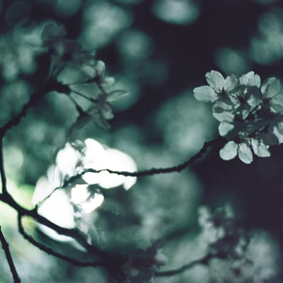 夜桜