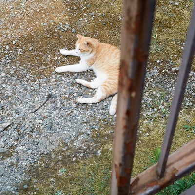 古アパートの猫
