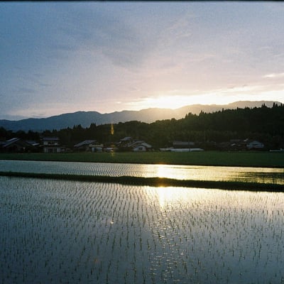 田んぼと夕暮れ