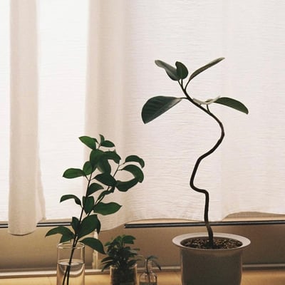 我が家の緑たち