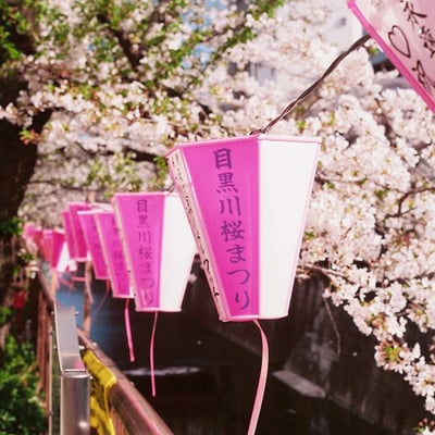 目黒川桜まつり