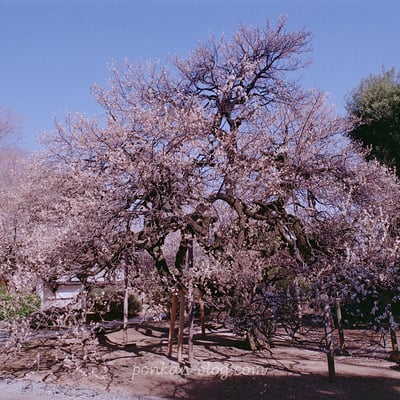 宝幢寺の梅