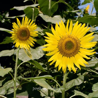 ひまわり🌻
