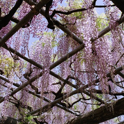 春爛漫の藤