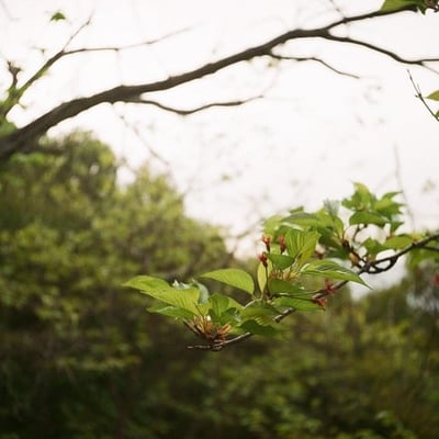 葉桜