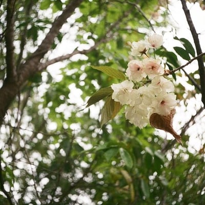桜