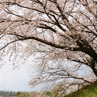 桜