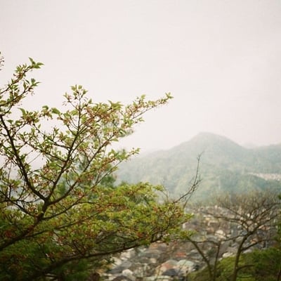 葉桜