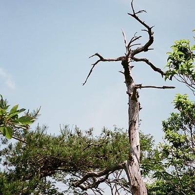 枯木