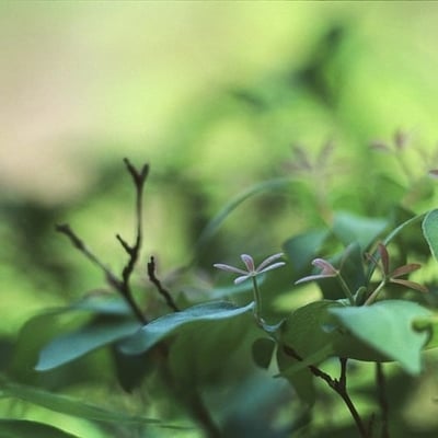 新芽？