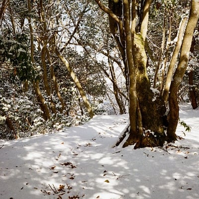 登山道