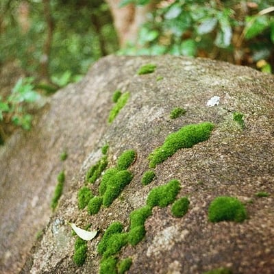苔