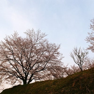 桜