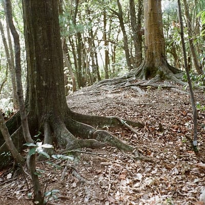 根