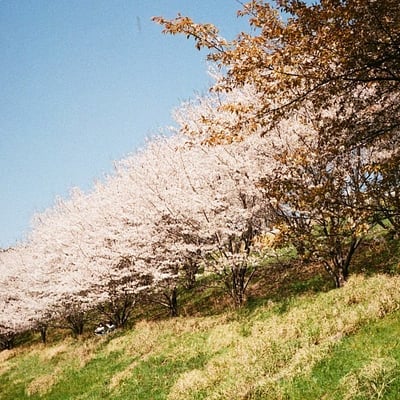 桜
