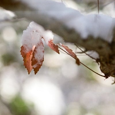 雪