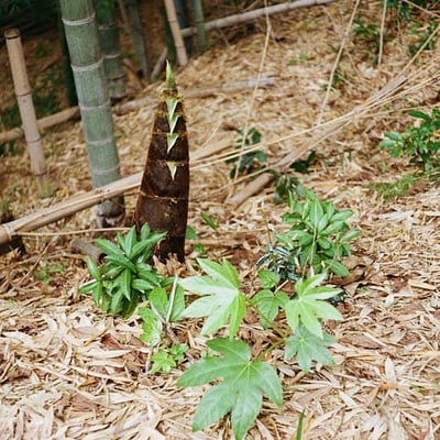 タケノコ