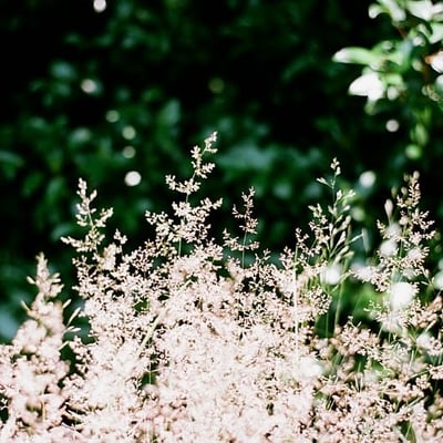 草