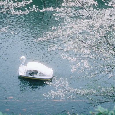 花曇