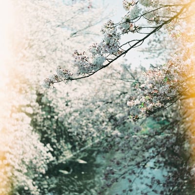 近所の桜の名所