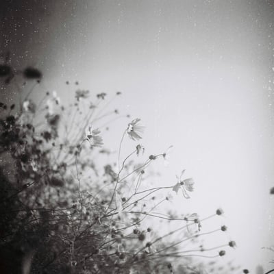 Cosmos