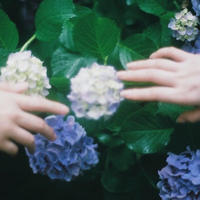 紫陽花が咲いたらまた会おう