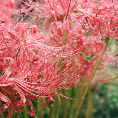 彼岸花の雫