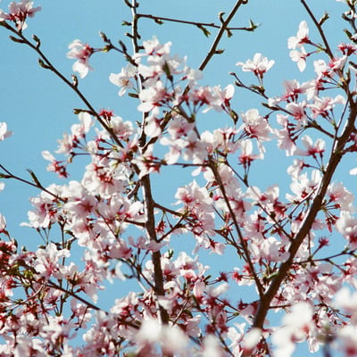 今年、見た桜