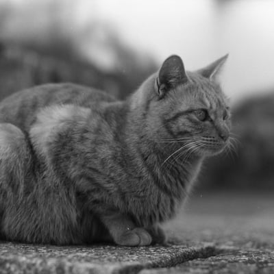 永興寺の猫ちゃん