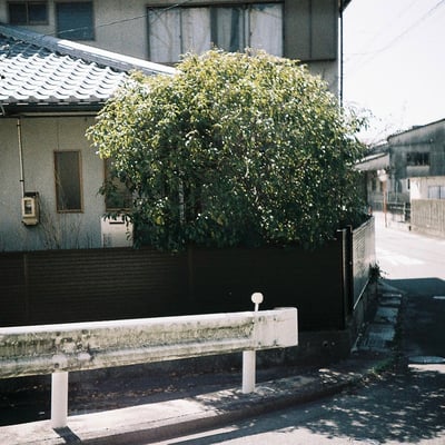 民家の木