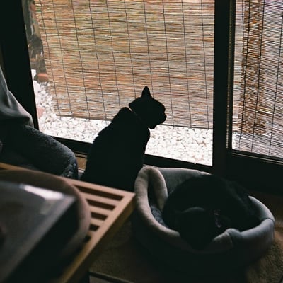 猫と