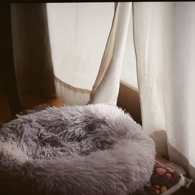 猫の寝床