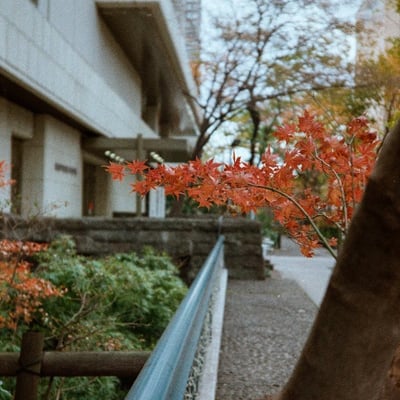 秋